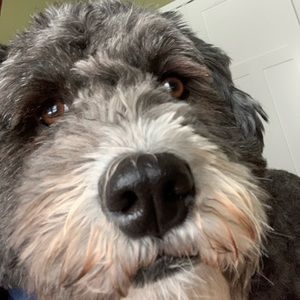 Meet your Posher, Arthur